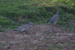 Image of Picazuro Pigeon