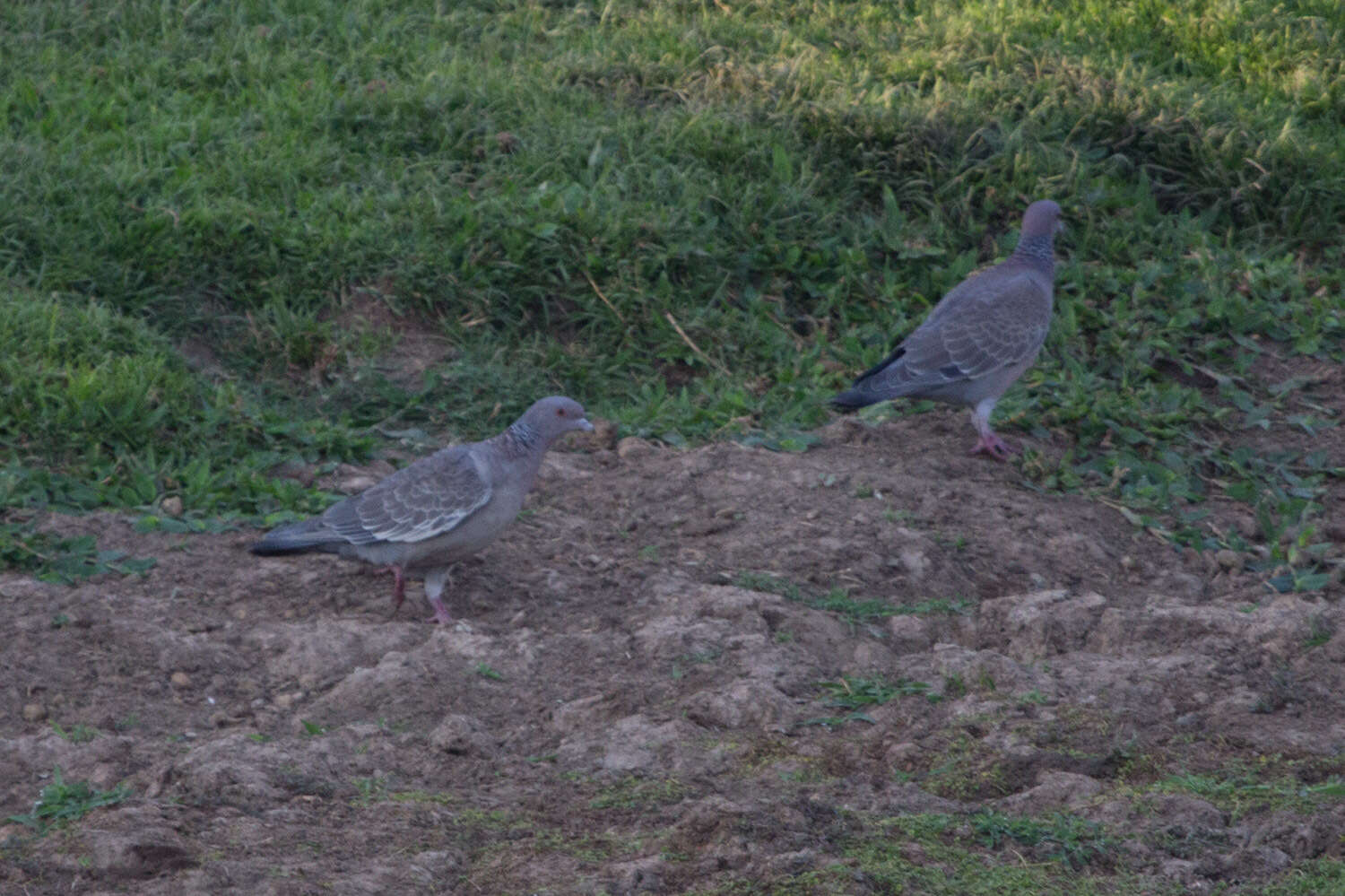 Image of Picazuro Pigeon