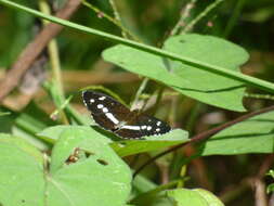 Image of Janatella fellula Schaus 1902