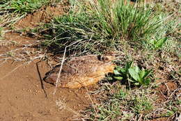 Image of Eupodotis senegalensis barrowii (Gray & JE 1829)