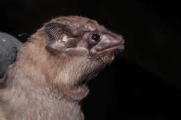 Image de Black-bearded Tomb Bat