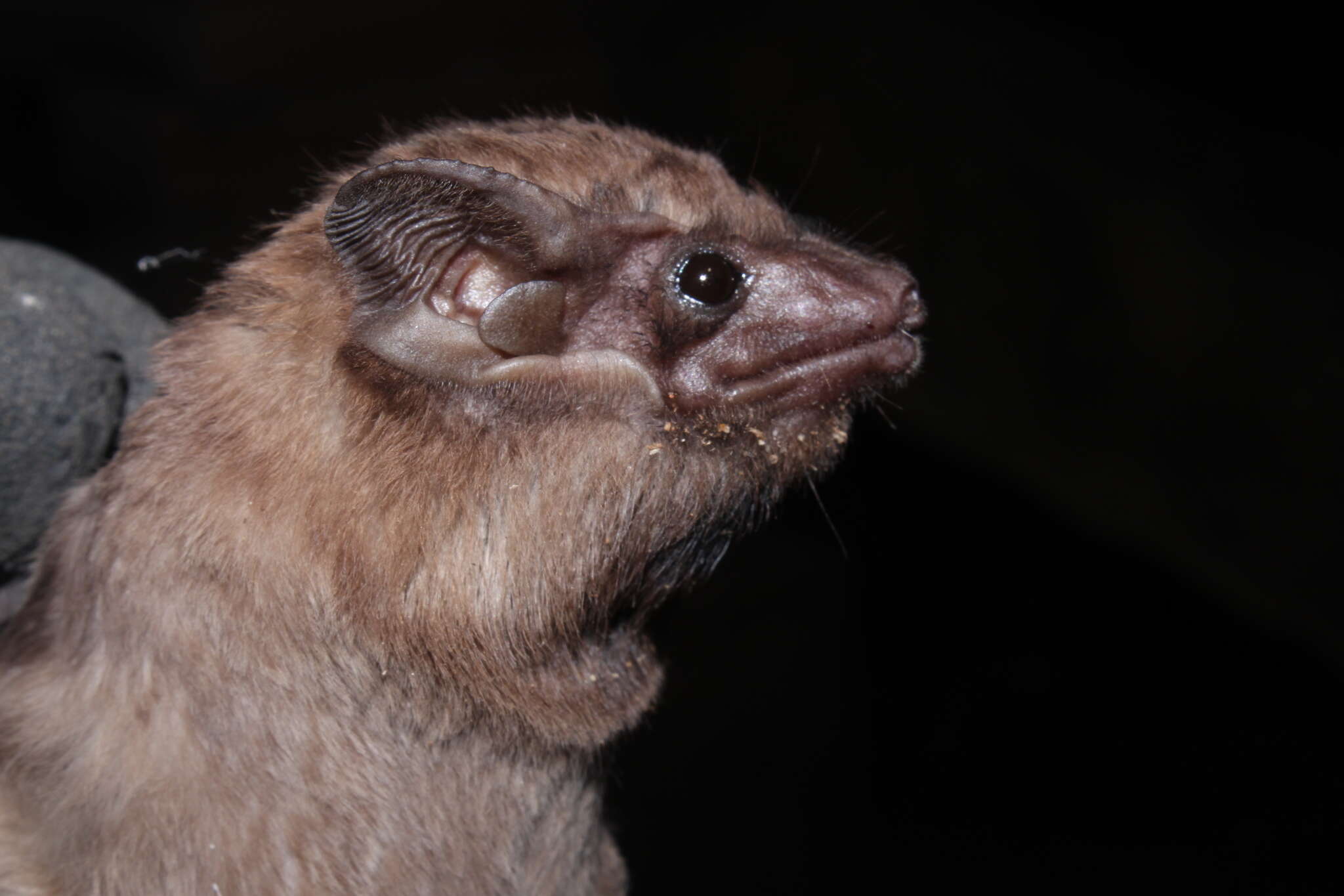 Image de Black-bearded Tomb Bat