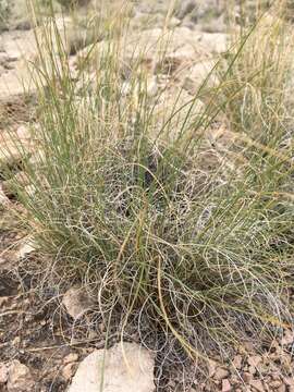 Imagem de Muhlenbergia setifolia Vasey