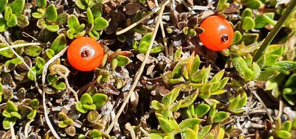 Image of Coprosma perpusilla Colenso