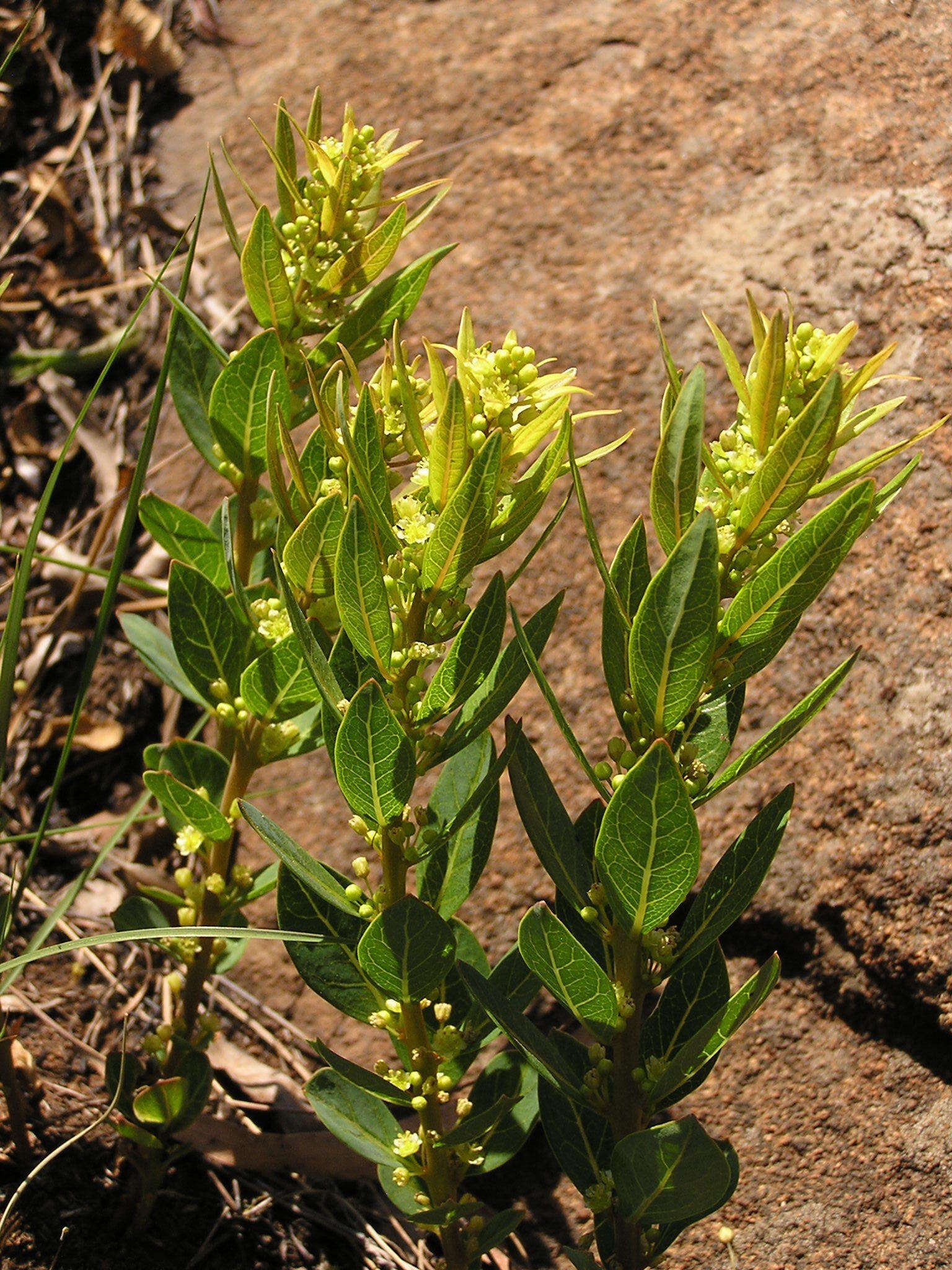 Image of Clutia monticola var. monticola