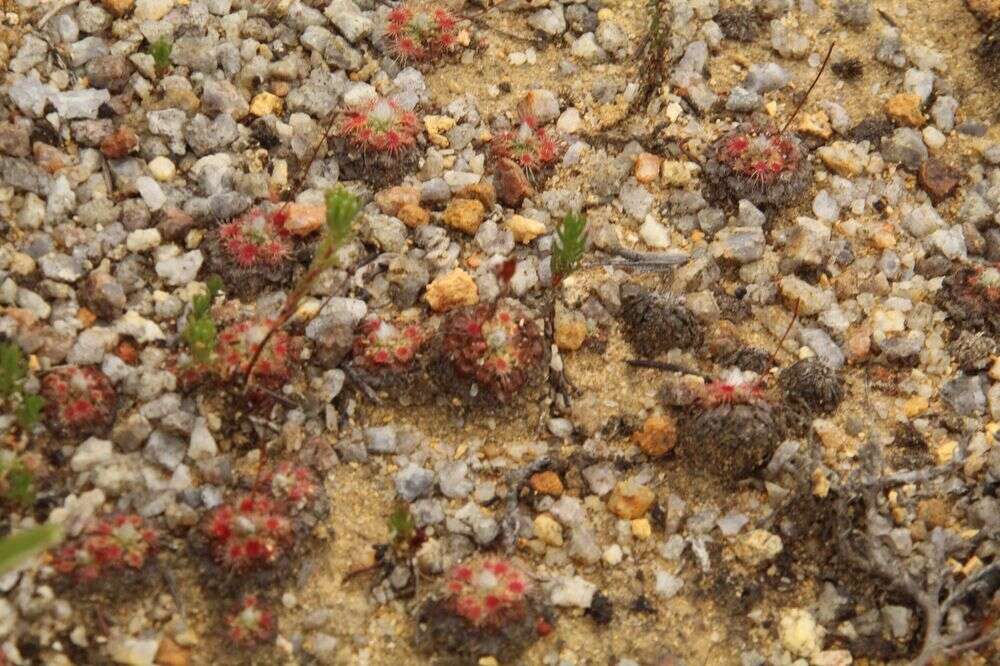 Image of Drosera platystigma Lehm.