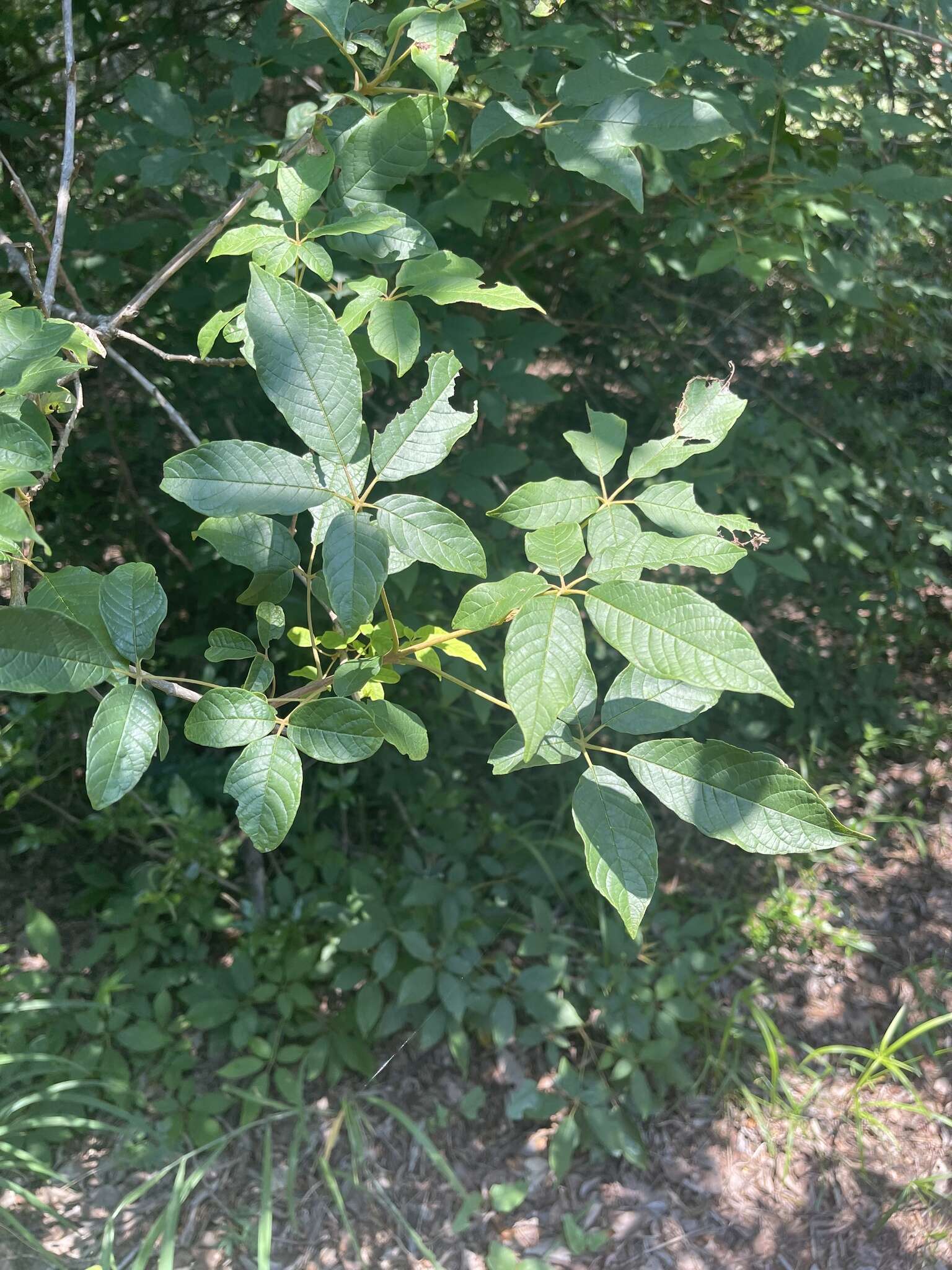 Image de Vitex ferruginea Schumach. & Thonn.