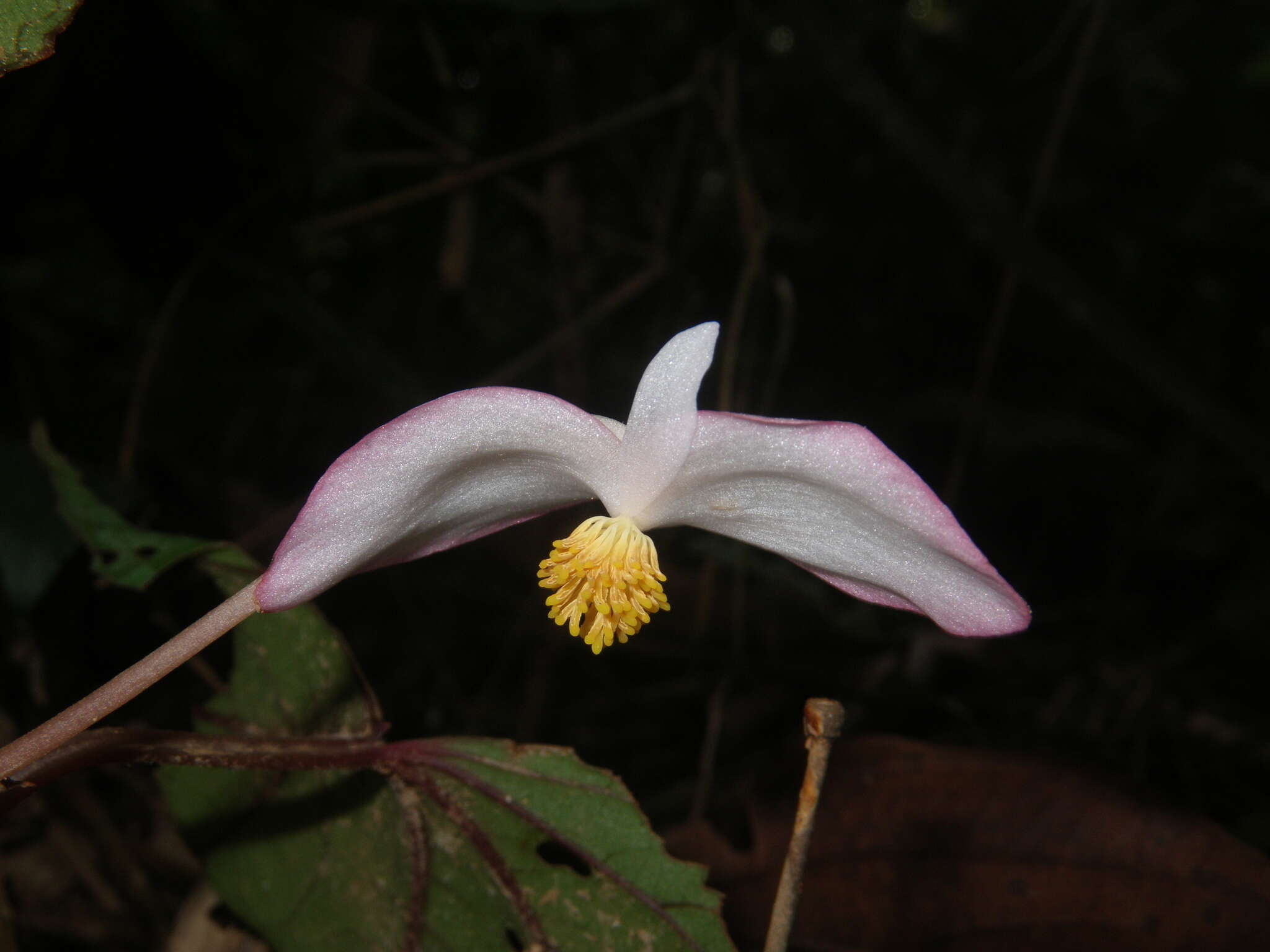 Image of Begonia handelii Irmsch.