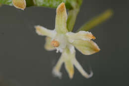 Image of Tridactyle bicaudata subsp. bicaudata