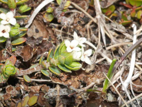 Image of Pimelea oreophila subsp. hetera C. J. Burrows