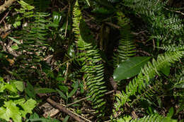 Image of Blechnum australe subsp. australe