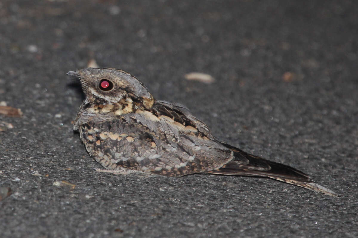 Image of Red-necked Nightjar