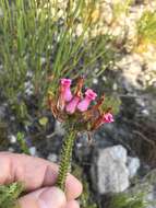 Image of Erica gysbertii var. gysbertii