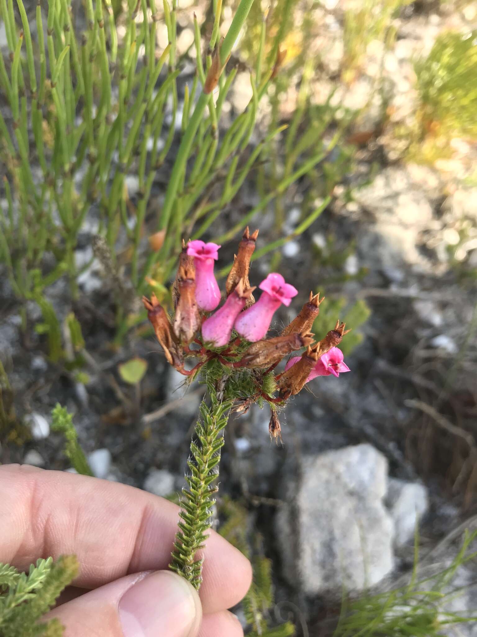 صورة Erica gysbertii var. gysbertii