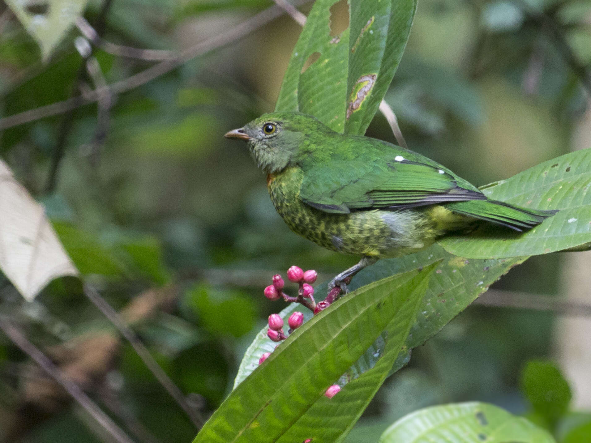 Image of Handsome Fruiteater