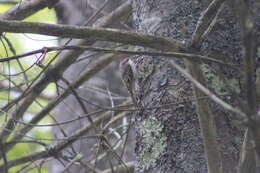 Image of treecreepers