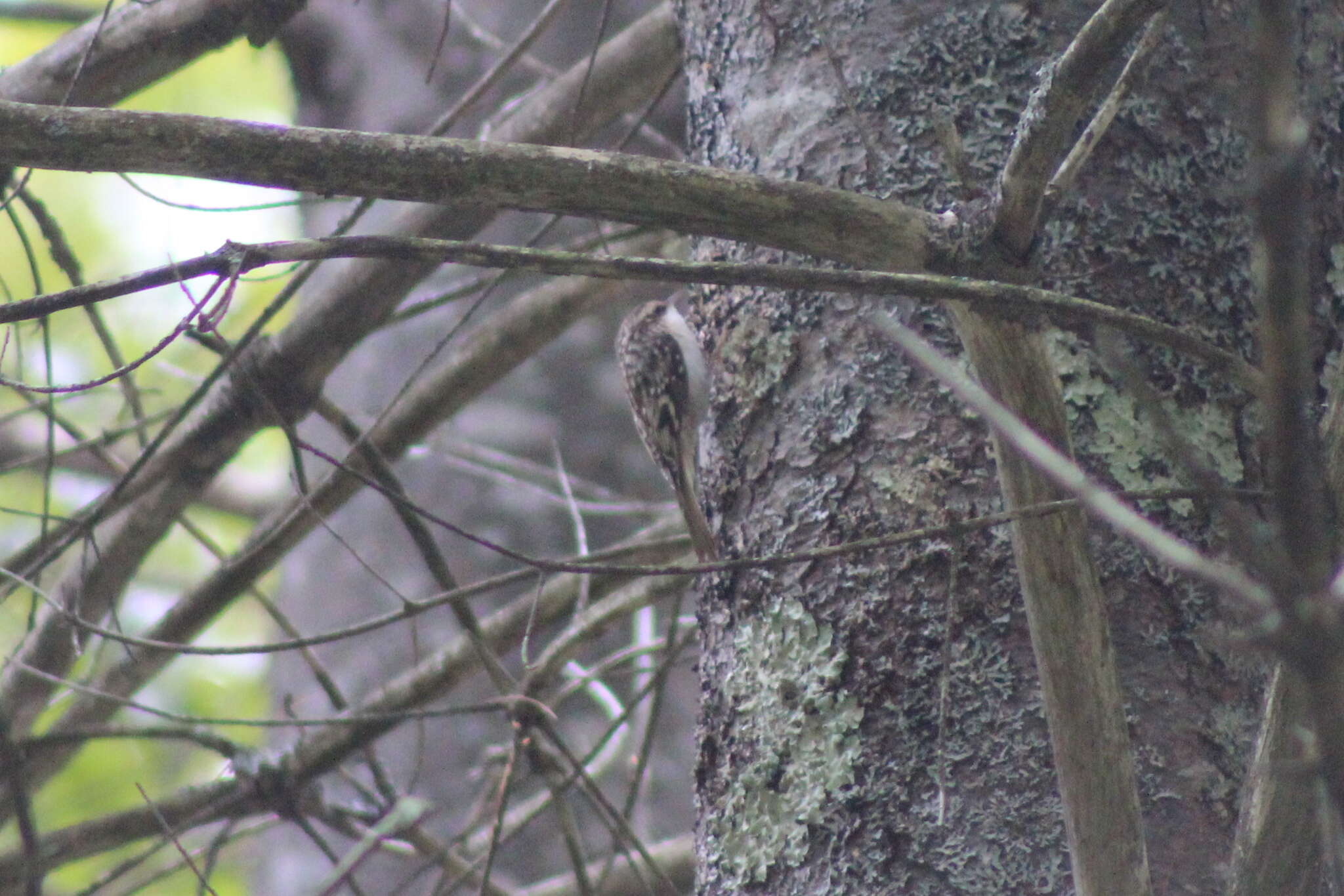 Image of treecreepers