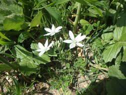 Image of Ornithogalum woronowii Krasch.