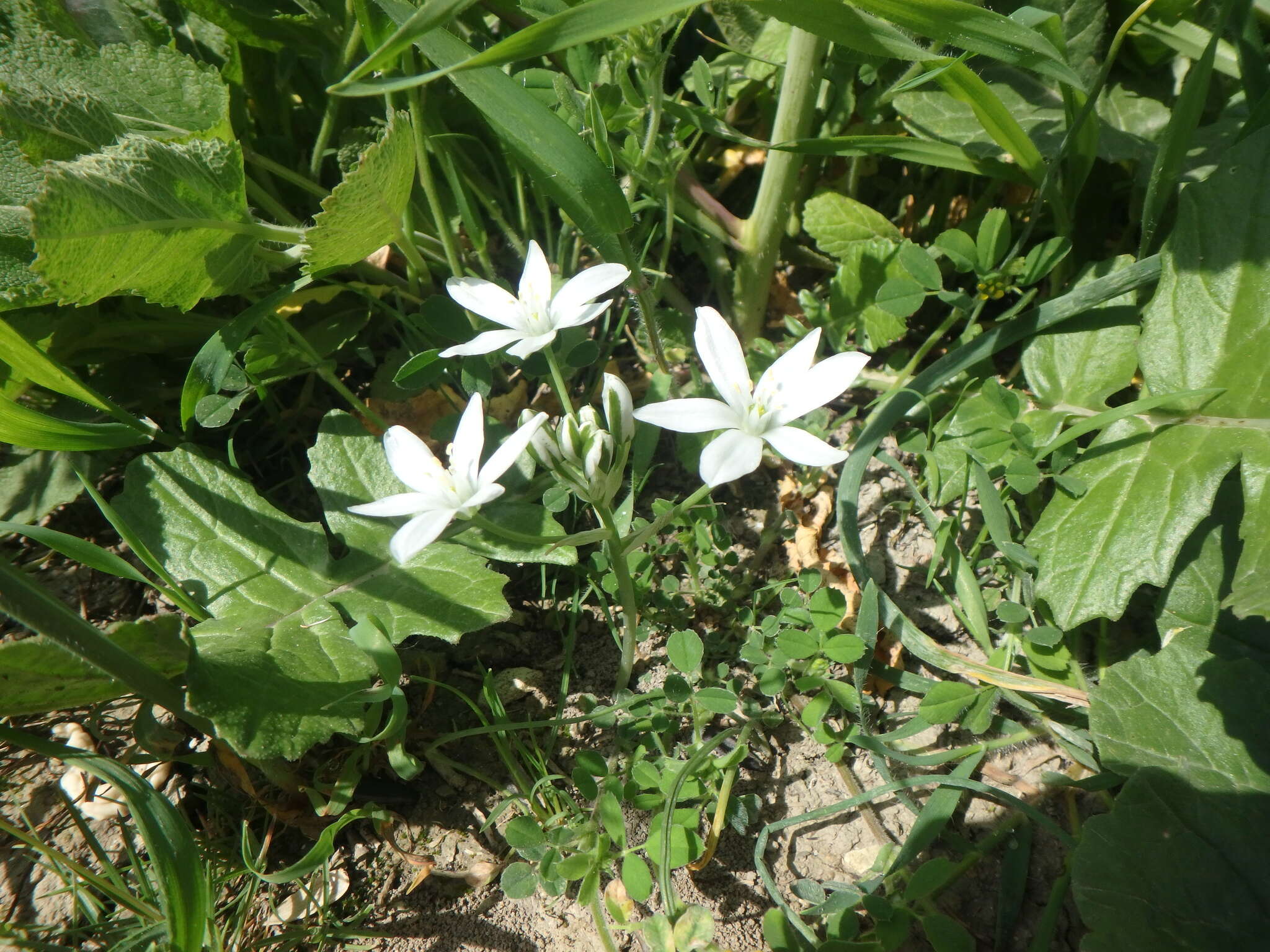 Image of Ornithogalum woronowii Krasch.