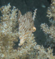 Image of Flower-coral Filefish