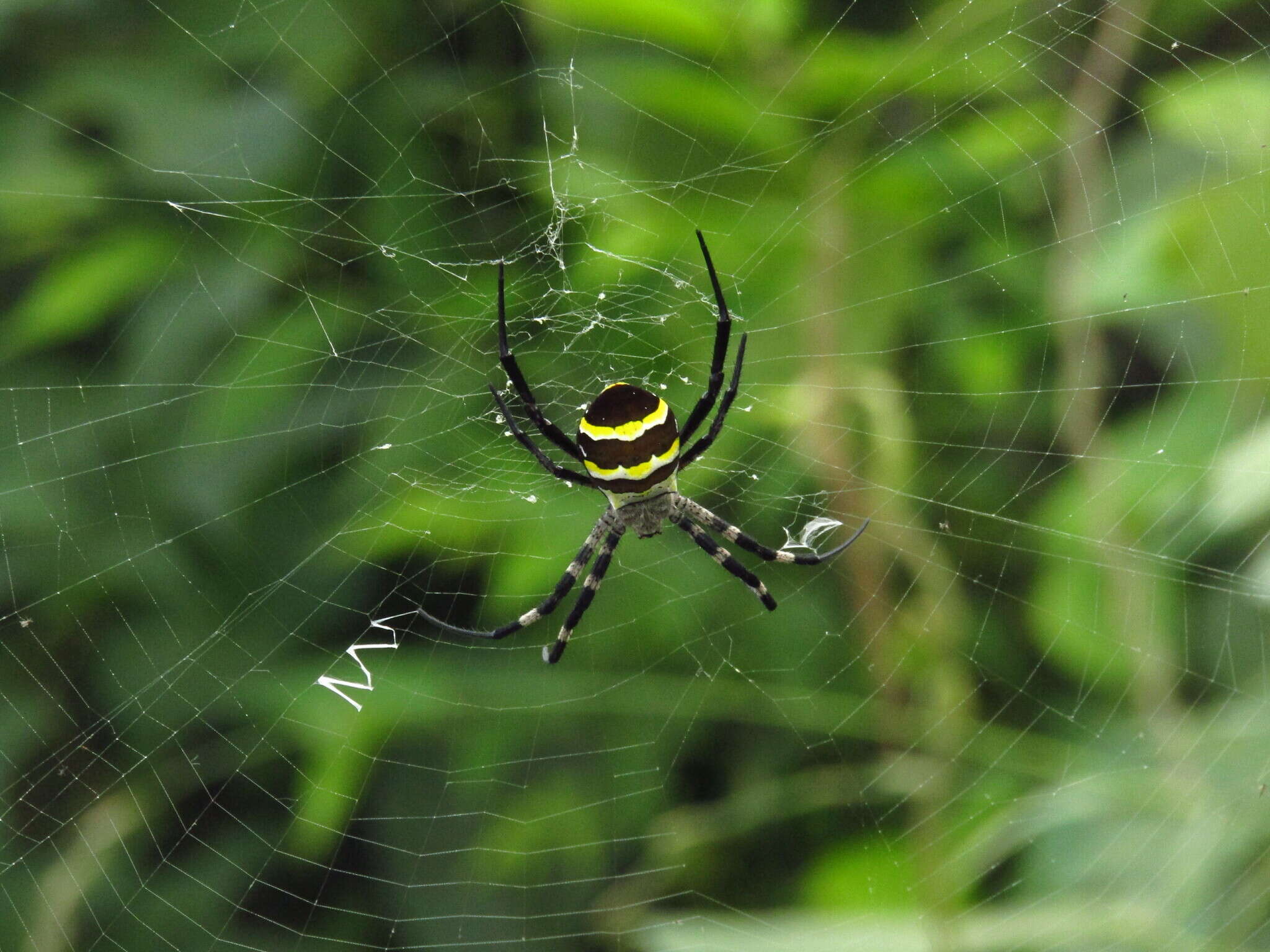 Image of Argiope amoena L. Koch 1878