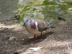 Image of Caribbean Dove