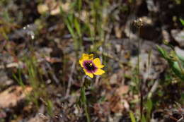 Tuberaria resmi