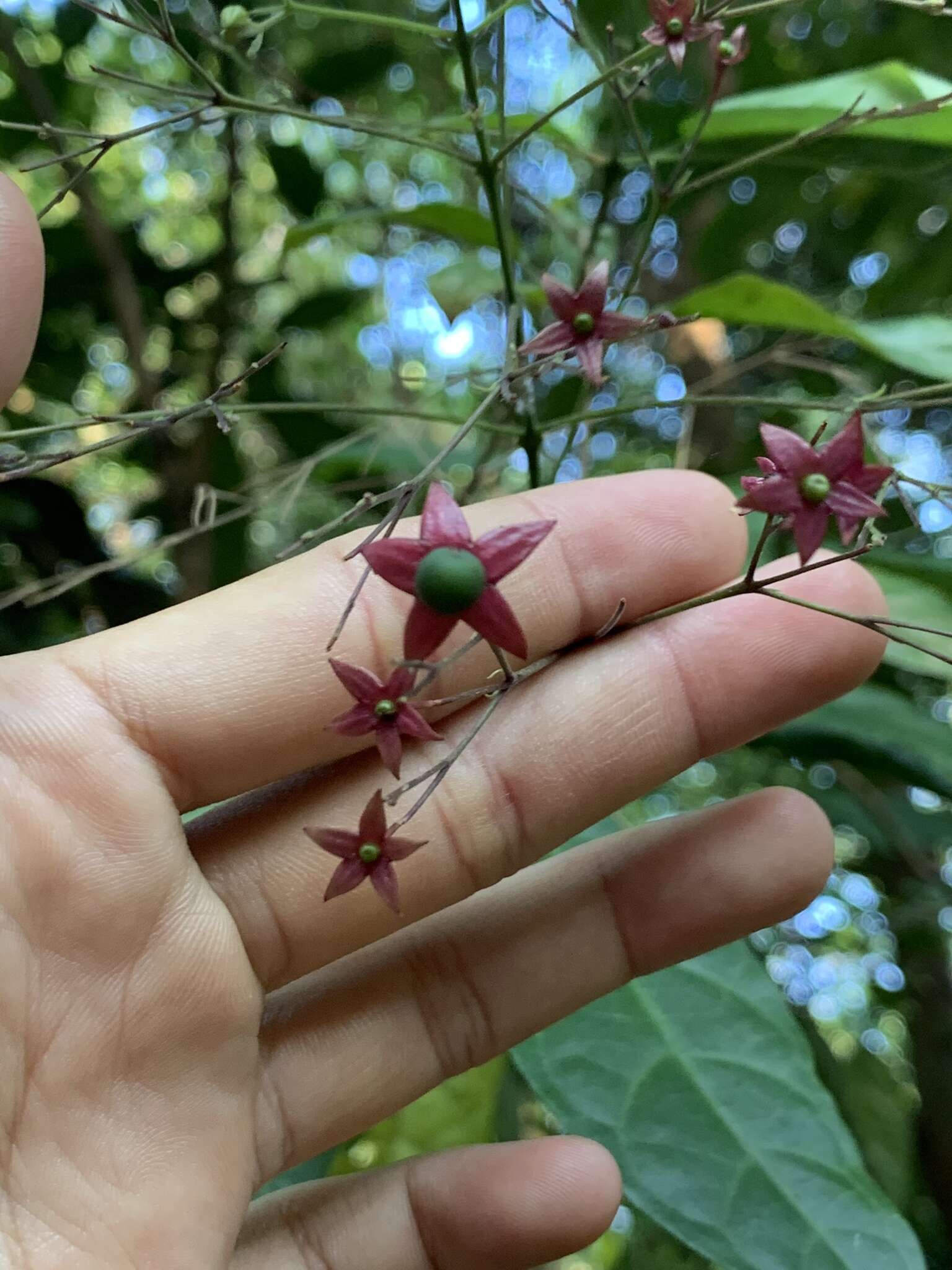 Imagem de Clerodendrum laevifolium Blume