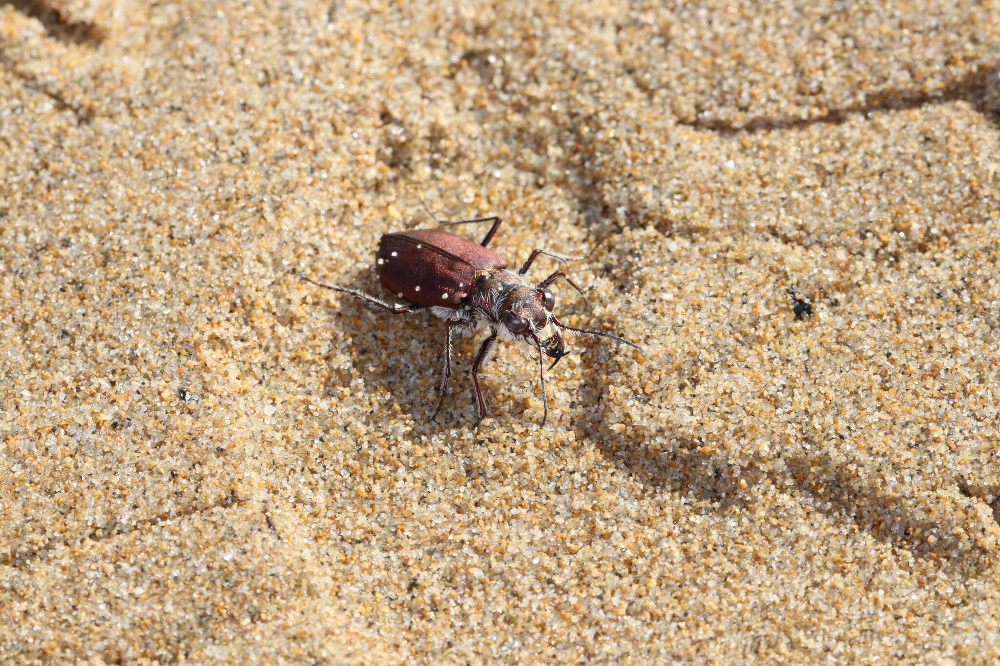 Image of Cicindela (Calomera) concolor Dejean 1822