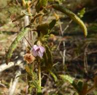 Image of Thomasia petalocalyx F. Müll.