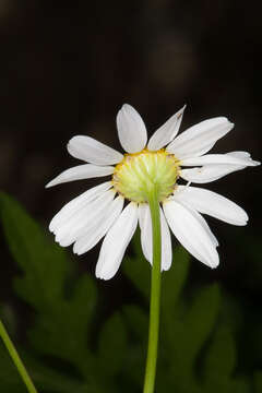 Image of False chamomile