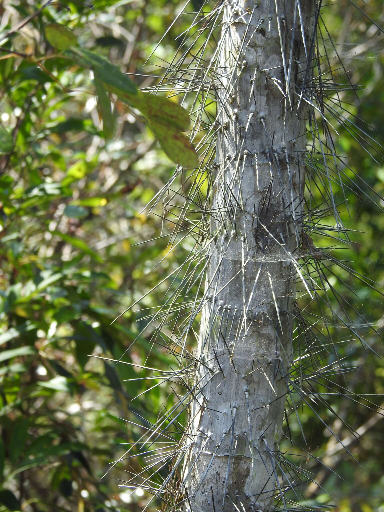 Image of Bactris cubensis Burret