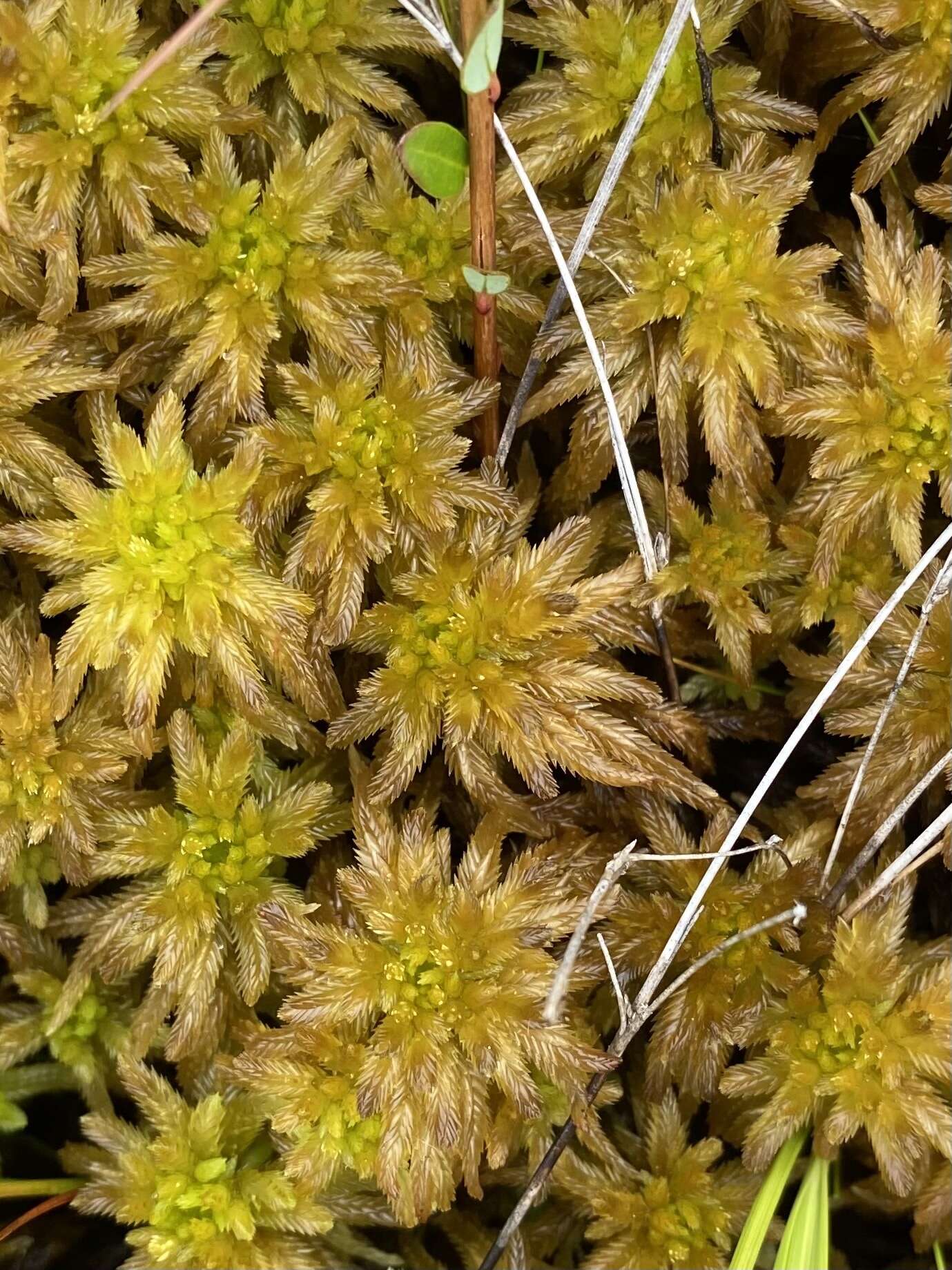 Image of golden bog-moss