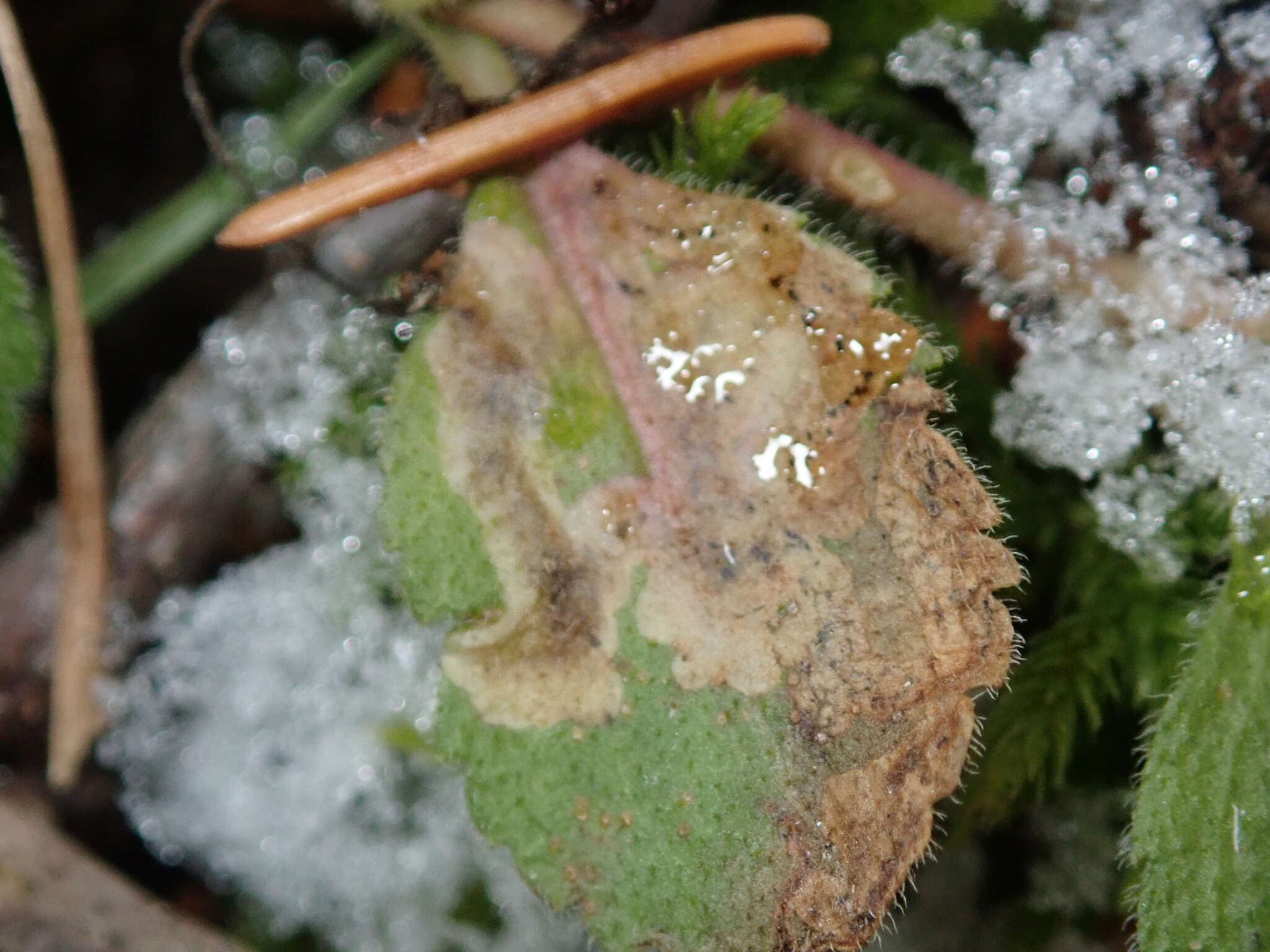 Phytomyza crassiseta Zetterstedt 1860 resmi