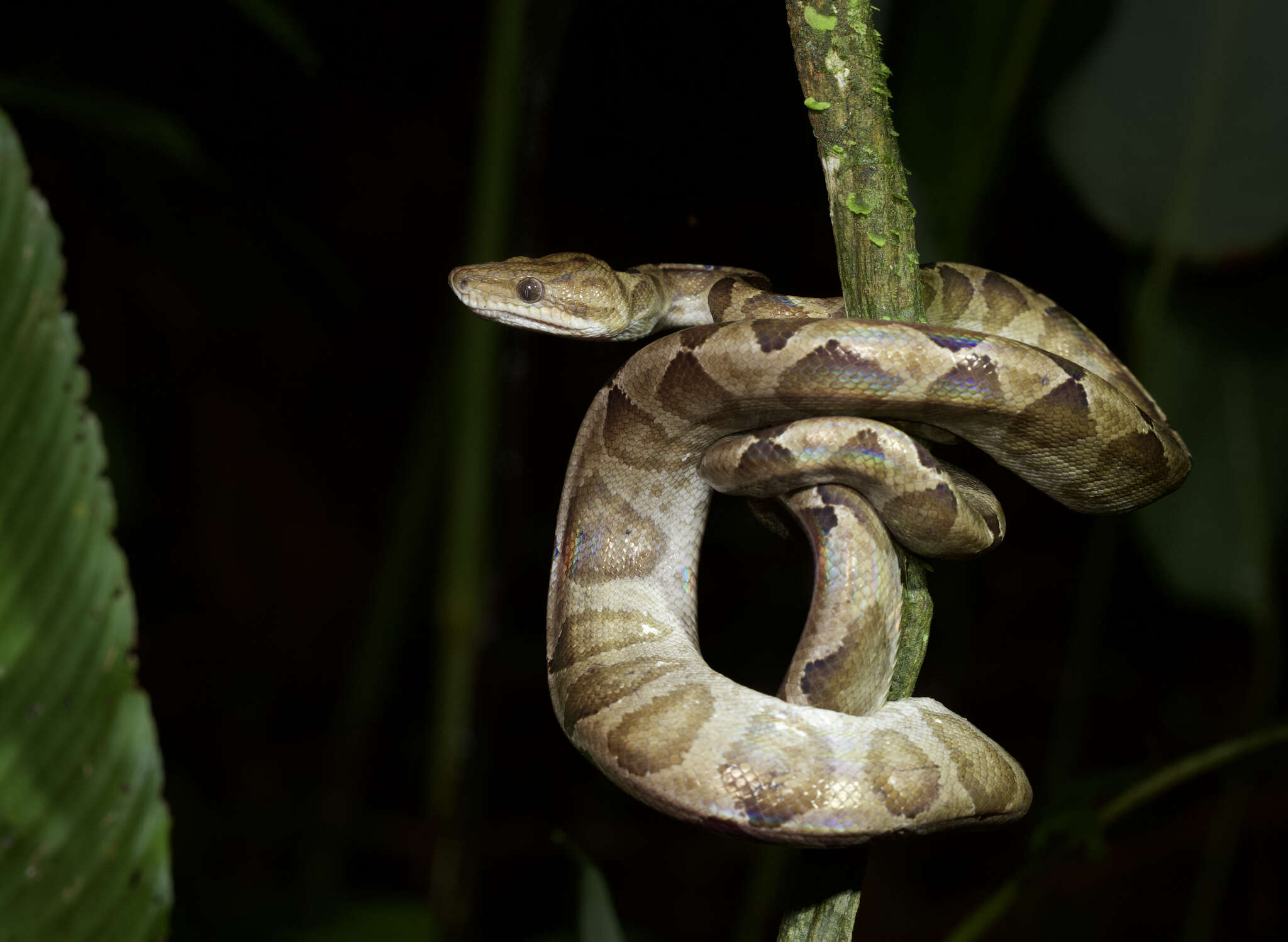 Image of Ringed Tree Boa