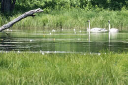 Image of Trumpeter Swan