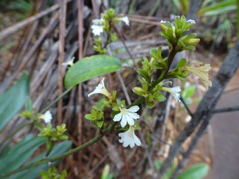 Imagem de Scaevola beckii Zahlbr.