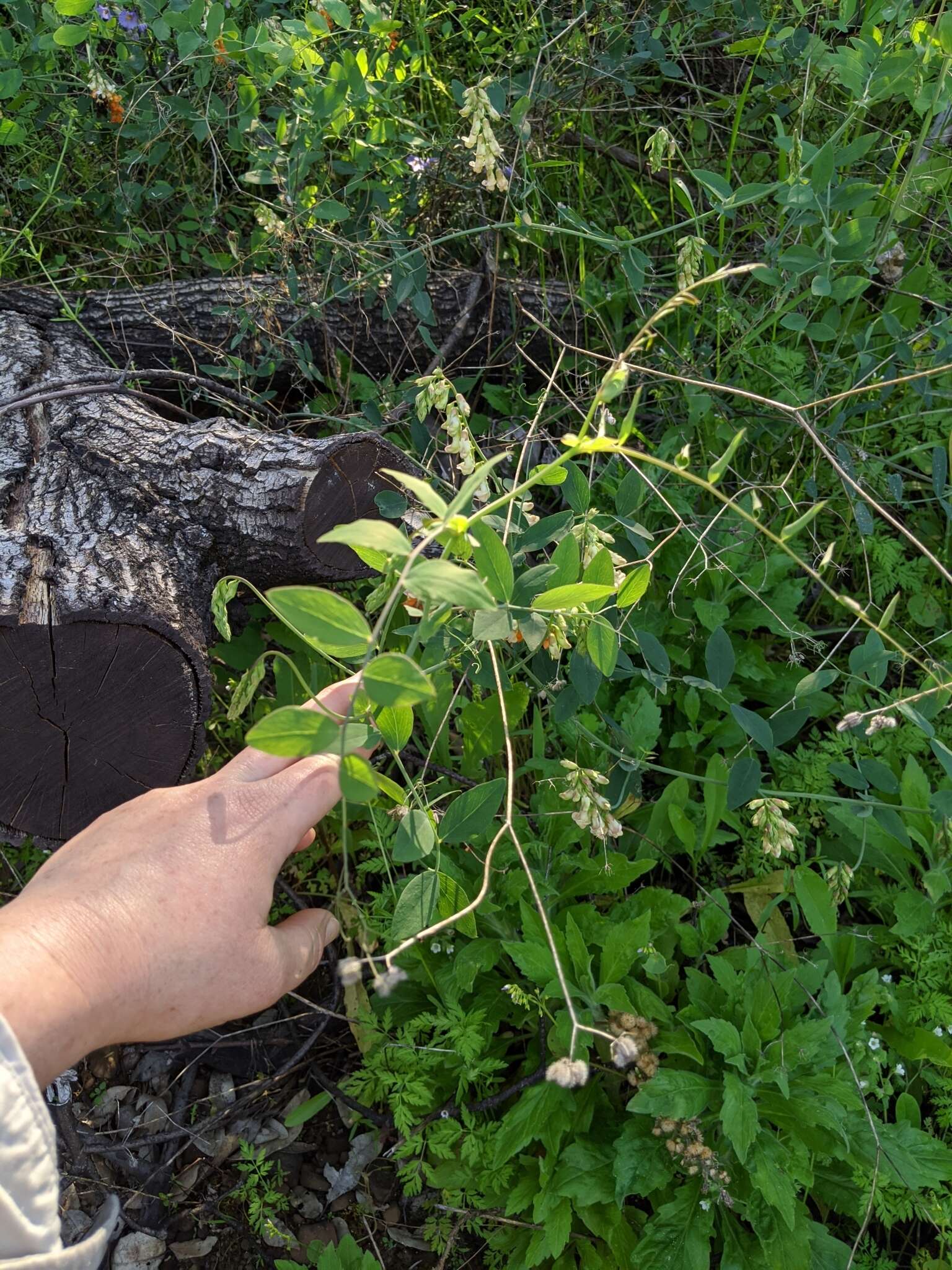 Lathyrus sulphureus A. Gray resmi