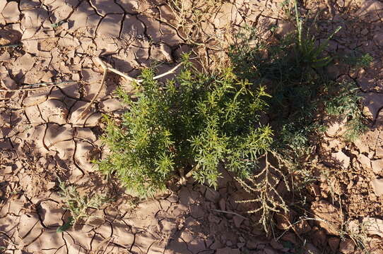 Image of Cleome amblyocarpa Barr. & Murb.