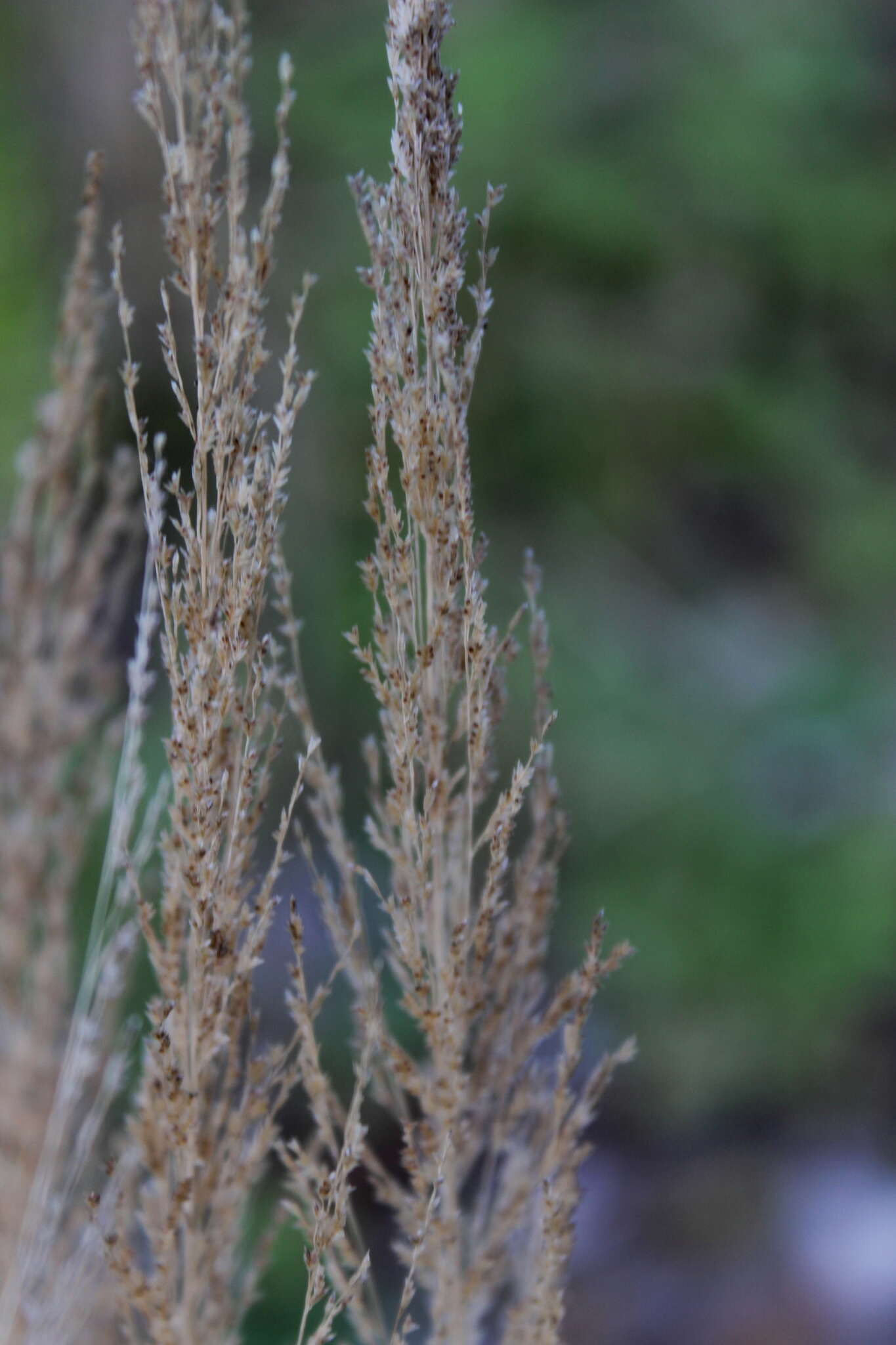 Image of Japanese Love Grass