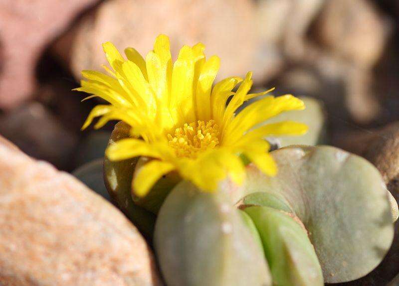 Image of Glottiphyllum suave N. E. Br.