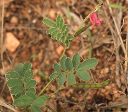 Image of Tephrosia purpurea subsp. leptostachya (DC.) Brummitt