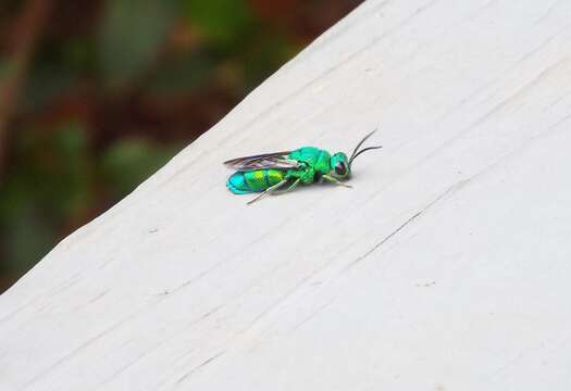 Image of <i>Chrysis smaragdula</i> Lepeletier & Serville 1825