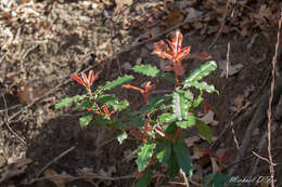 Image of Taiwanese photinia