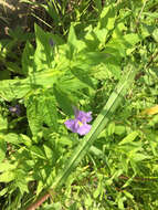 Image of Allegheny monkeyflower