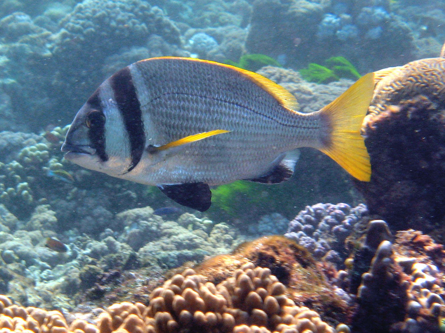 Image of Doublebar bream