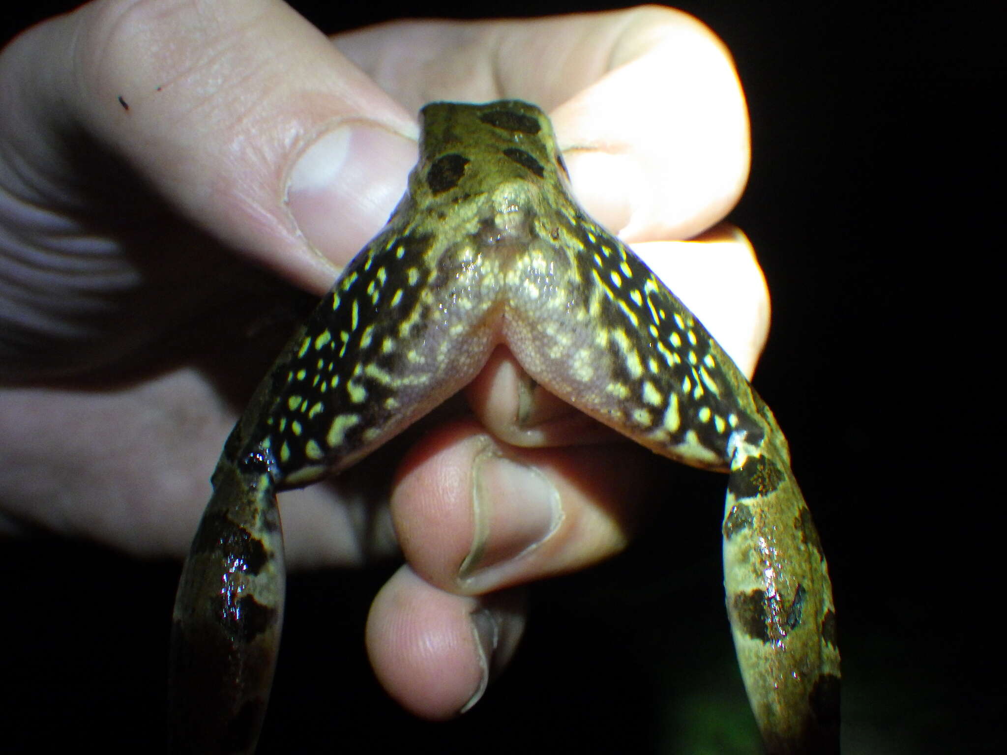Image of Atlantic Coast leopard frog