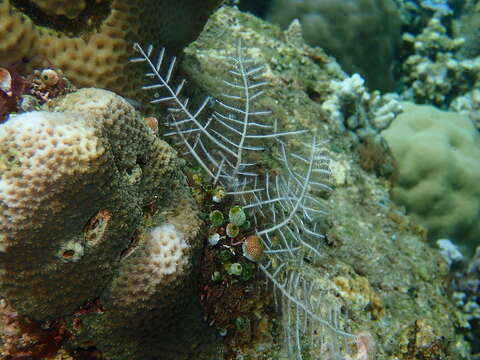 صورة Macrorhynchia phoenicea (Busk 1852)