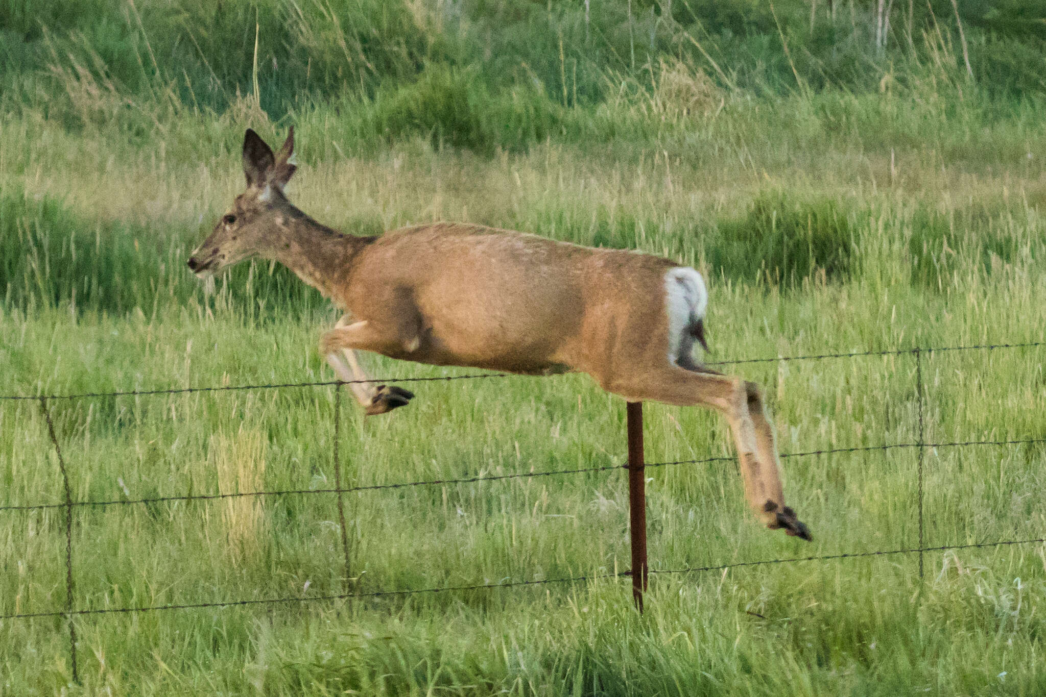 Image of Odocoileus hemionus hemionus (Rafinesque 1817)