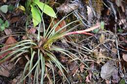 Image de Tillandsia tricolor Schltdl. & Cham.